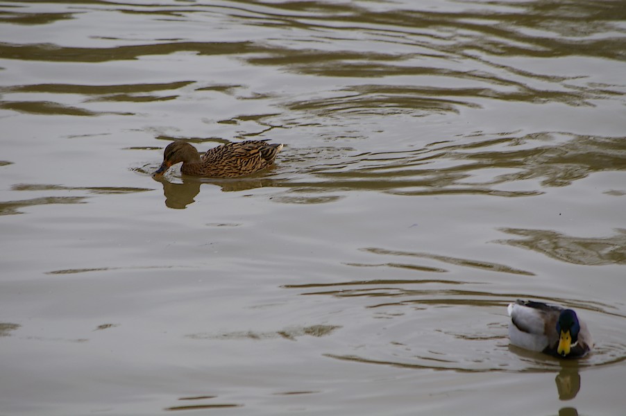 Les Oiseaux: Ecluse d evry 273